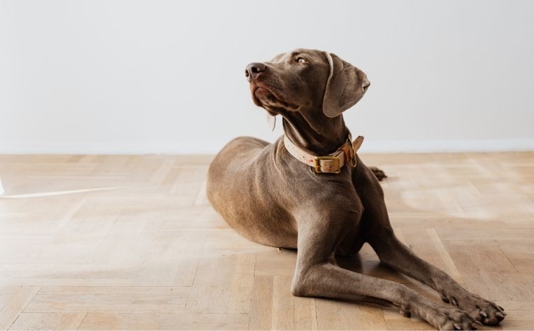 dog laying on wood-look flooring.